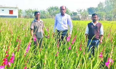 ফুলচাষ যাদের প্রধান পেশা