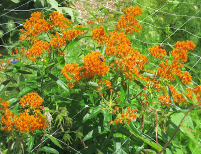 butterfly milkweed, Asclepias tuberosa