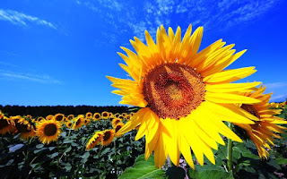 Gambar Bunga Matahari Paling Indah 20008_Sunflower