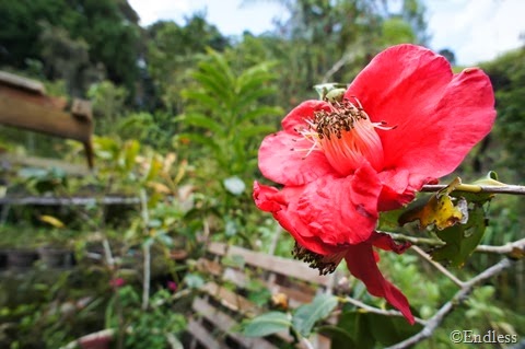 SONY DSC
