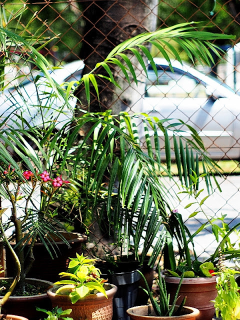 Jupiter-8 50mm 1:2, Vintage Lens Test, Grooming the Garden 01