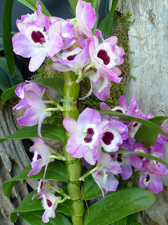 Dendrobium nobile