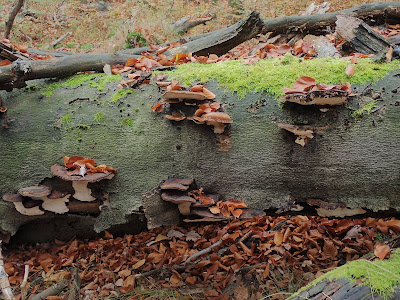  smolucha bukowa (Ischnoderma resinosum)