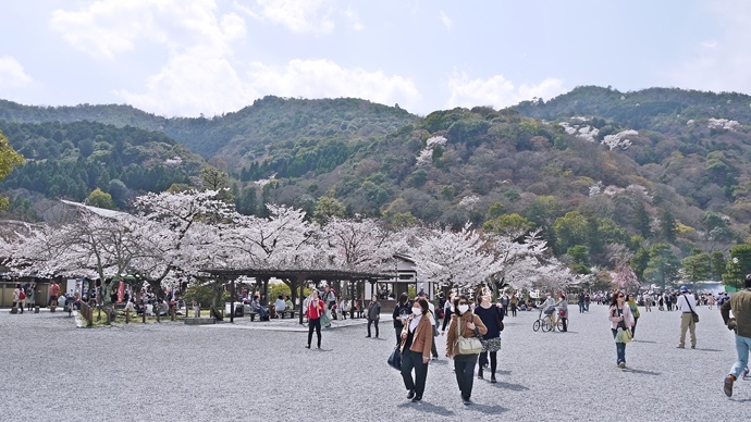 26 京都 嵐山渡月橋 賞櫻 櫻花 Saga Par 五色霜淇淋 彩色霜淇淋