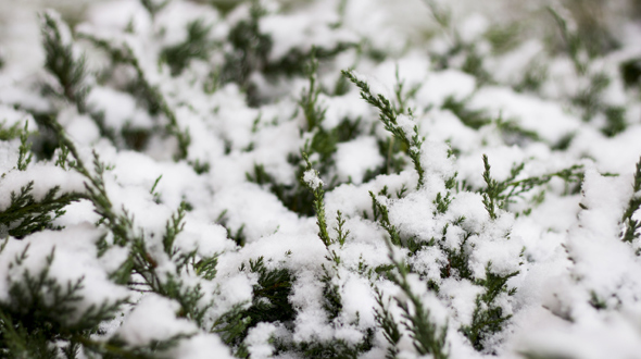 Evergreen shrub in winter covered with freezing snow