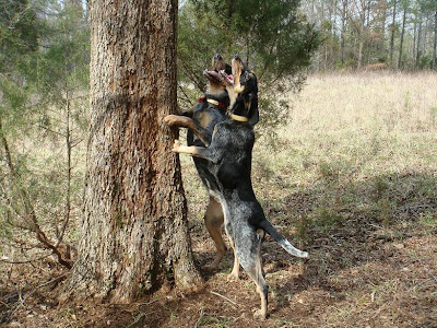 Bluetick Coonhound