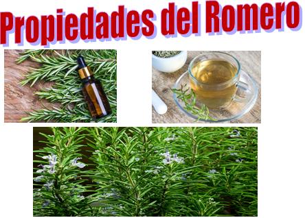 Usos Y Propiedades Del Romero Condimento Medicina Para Que