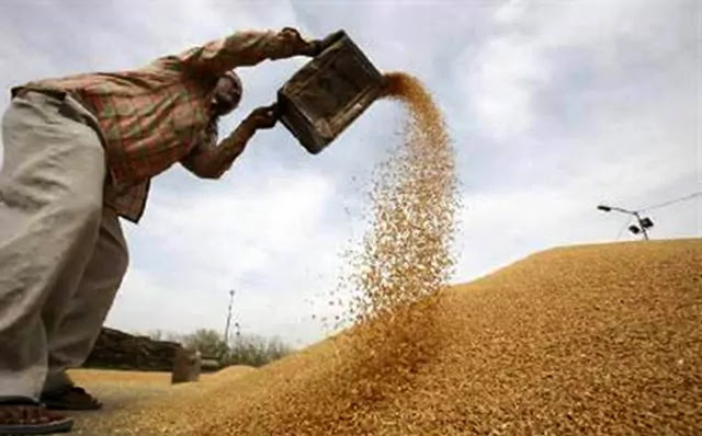 the agriculture in Gujarat wheat crop market prices clash from two sides Gujarat farmers will get good wheat apmc market prices in super quality wheat the agriculture in Gujarat wheat crop market prices clash from two sides Gujarat farmers will get good wheat apmc market prices in super quality wheat