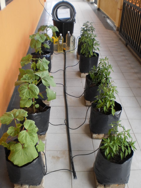 Gemilang Agro Land: SET MINI FERTIGASI 10 POKOK