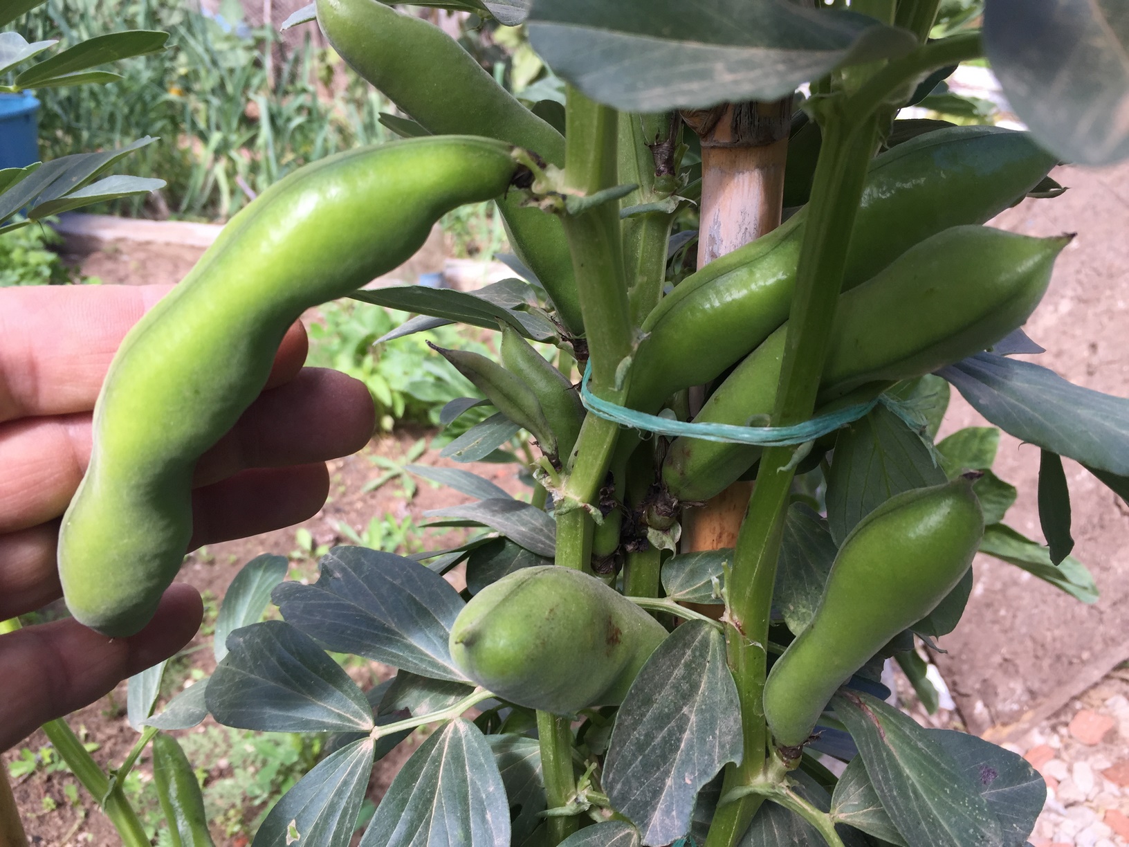 Broad beans have been cultivated for thousands of years and the reason for this is simple, they are very nutritious, they are easy to grow and they produce a large crop for the area they occupy.