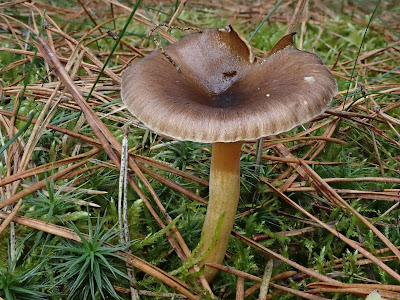 grzyby 2019, grzyby w listopadzie, grzyby na Ponidziu, uzdrowisko Busko Zdrój