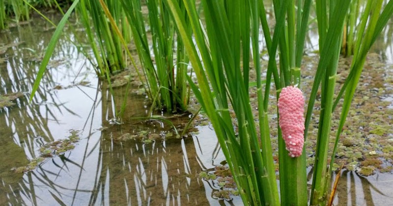 Contoh Hewan  Yg Berkembang  Biak  Dengan  Ovovivipar  Contoh 