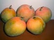 mangga gedong gincu