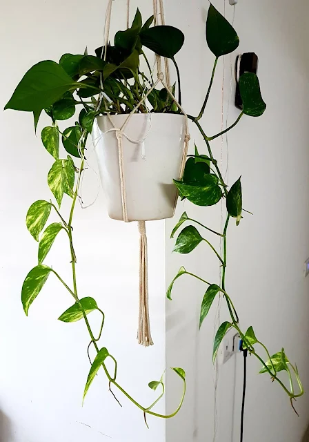 How To Propagate Pothos