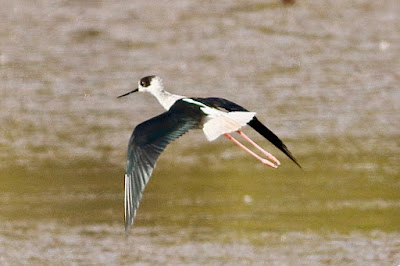 "Black-winged Stilt an agitated fly over a Indian Pond Heron struggle for freedom in the water below."