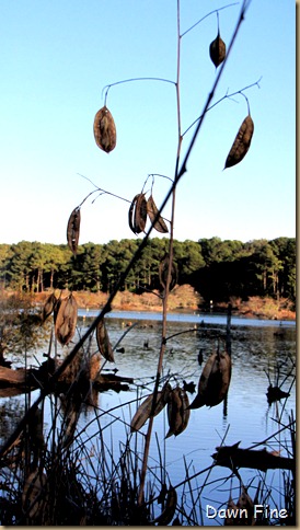 Harris Neck NWR_049