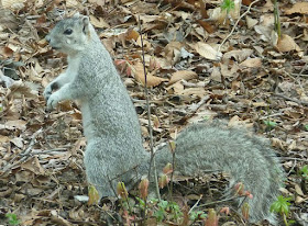 Delmarva Fox Squirrel. Photo by US Fish & Wildlife Service. Public Domain.