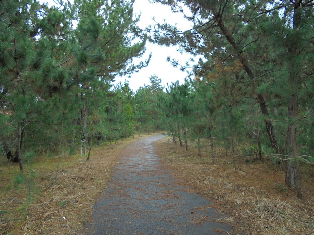 米子東病院裏の松林は公園になっています