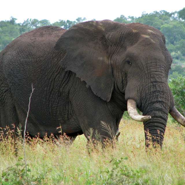 Foto Foto Binatang Gambar  Gajah 