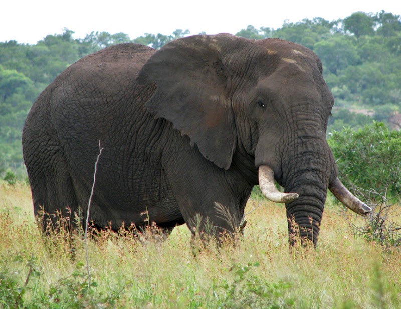 44+ Gambar Gajah Yang Lucu, Tergokil!