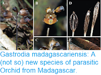 http://sciencythoughts.blogspot.co.uk/2015/08/gastrodia-madagascariensis-not-so-new.html