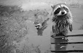 Funny animals of the week - 7 February 2014 (40 pics), raccoon black and white photo