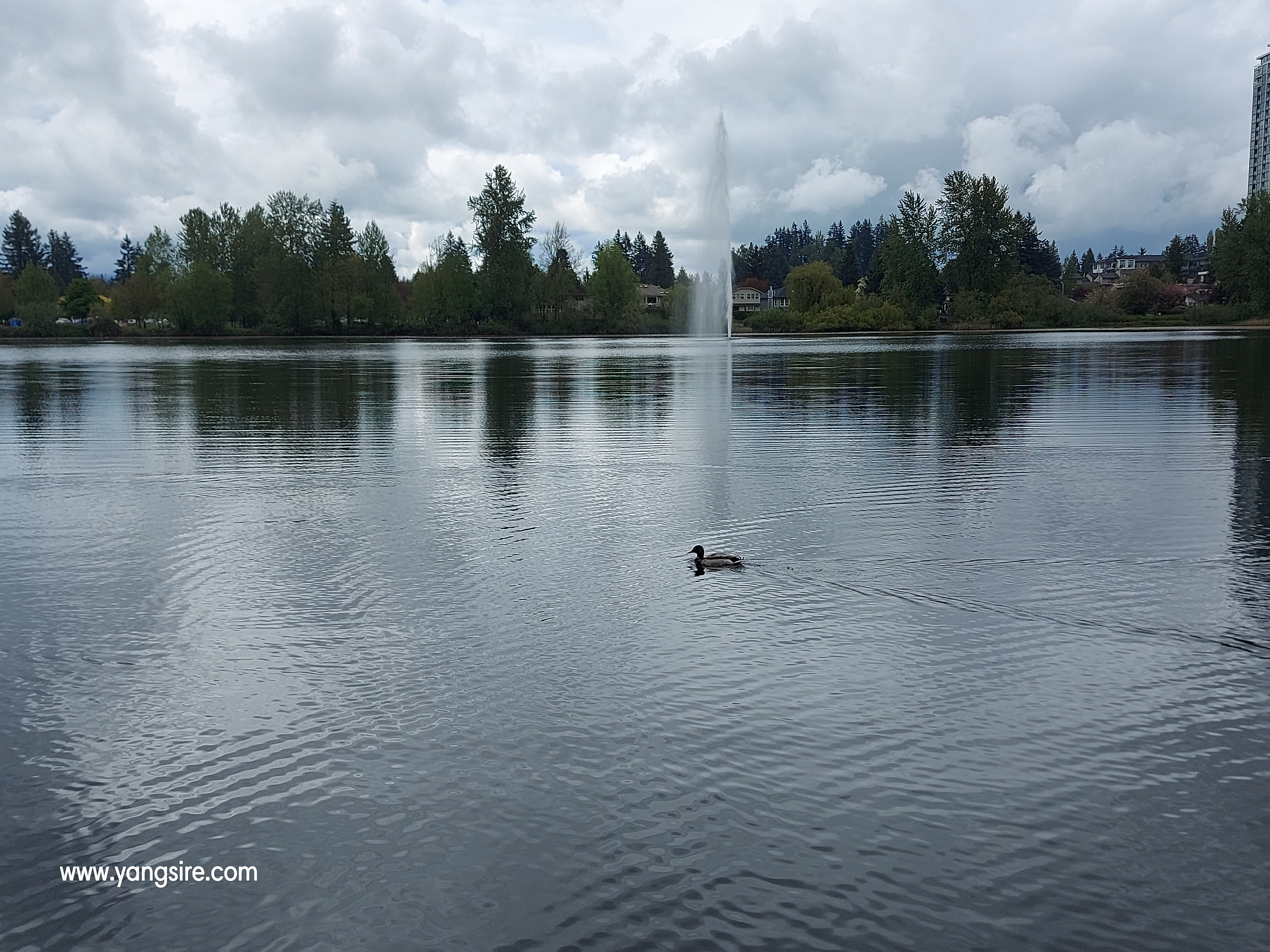 A ducky went for a swim