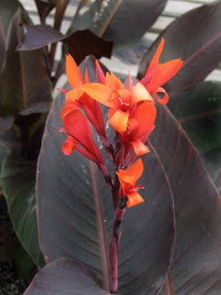 Canna 'Paprika'