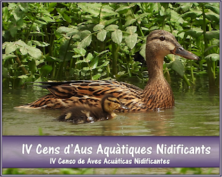 https://biodiversitatdelmarquesat.blogspot.com/2021/06/iv-cens-daus-aquatiques-nidificants-al.html