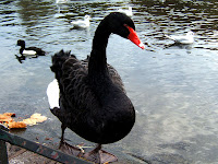 Svetlana Allikas St James Park  duks