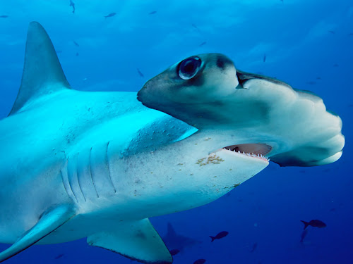 Hammerhead Shark