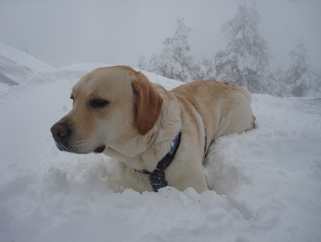 Tao dentro de la trinchera de nieve