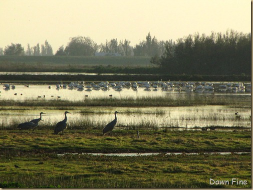 Consumnes birding_167