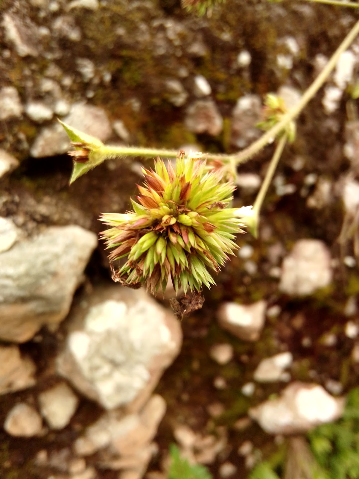 Portrait Flower (Macro Photography)