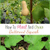 How To Plant And Grow Butternut Squash