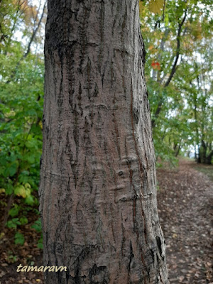 Клён ложнозибольдов (Acer pseudosieboldianum)