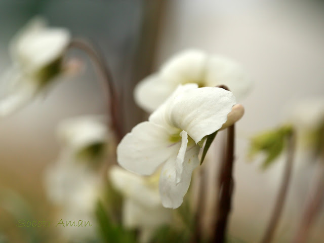 Viola chaerophylloides