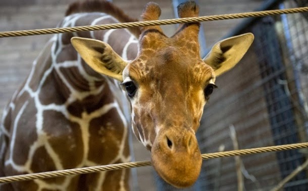 Zoo dinamarquês poderá matar outra girafa saudável