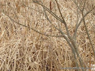 Song Sparrows