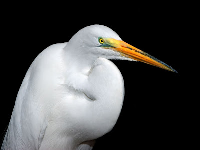 White Heron Picture