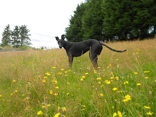 A photo of a black lurcher dog in a field of yellow dandelions.