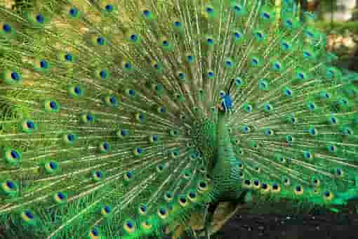Facts about Peacock