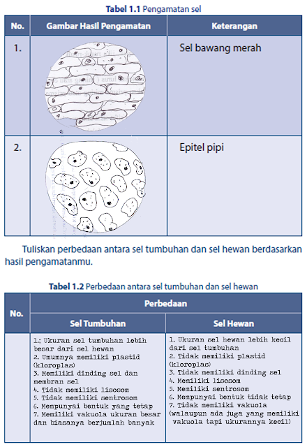  Tuliskan  Perbedaan  Antara Sel Hewan  Dan  Tumbuhan Terkait 