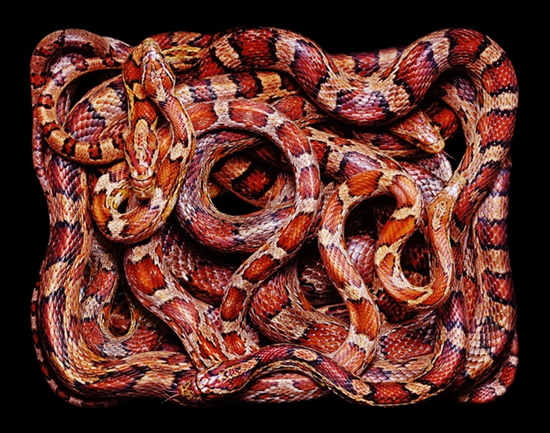 Painting from Pictures of Snakes