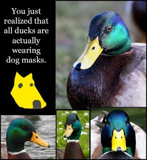 ducks wearing dog masks