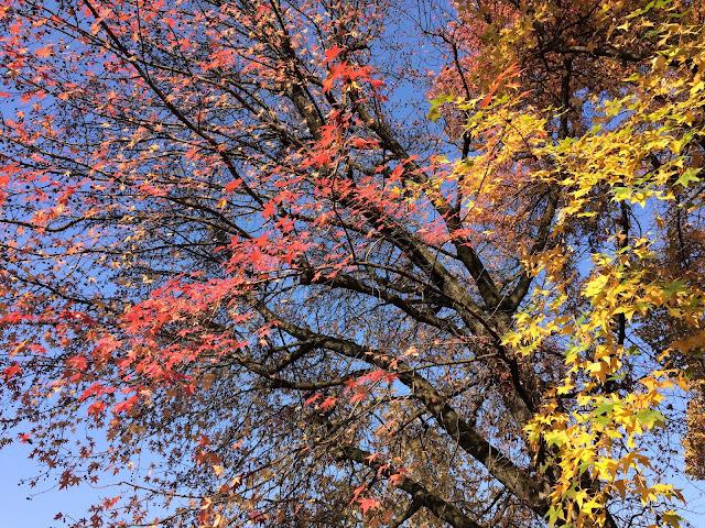 Albero autunnale Valentino