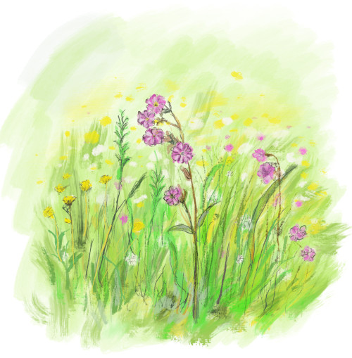 Aija Saukkosen kuvittama kuva luonnonkukista / Wildflowers - illustration by Aija Saukkonen, 2023