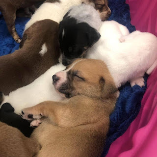 Cachorro con el bigote como Camilo lindo se vuelve viral en las tedes sociales