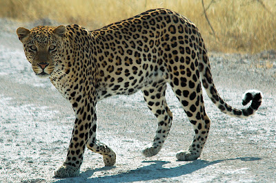 Foto Macan Tutul Afrika (Panthera Pardus Pardus)