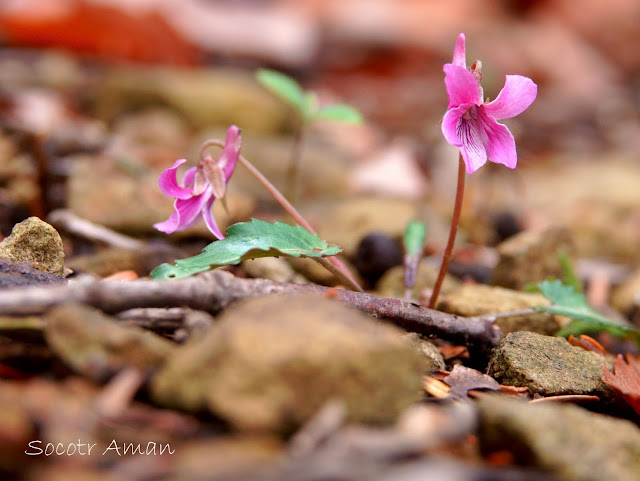 Viola violacea